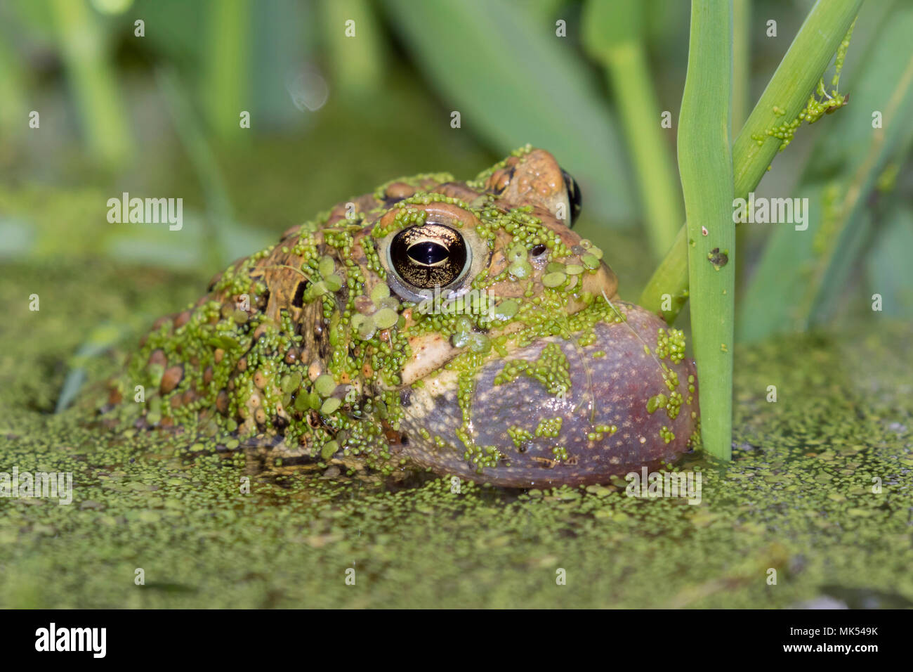 Male American toad (Anaxyrus americanus) calling sac inflated, covered with duckweed, Iowa, USA. Stock Photo