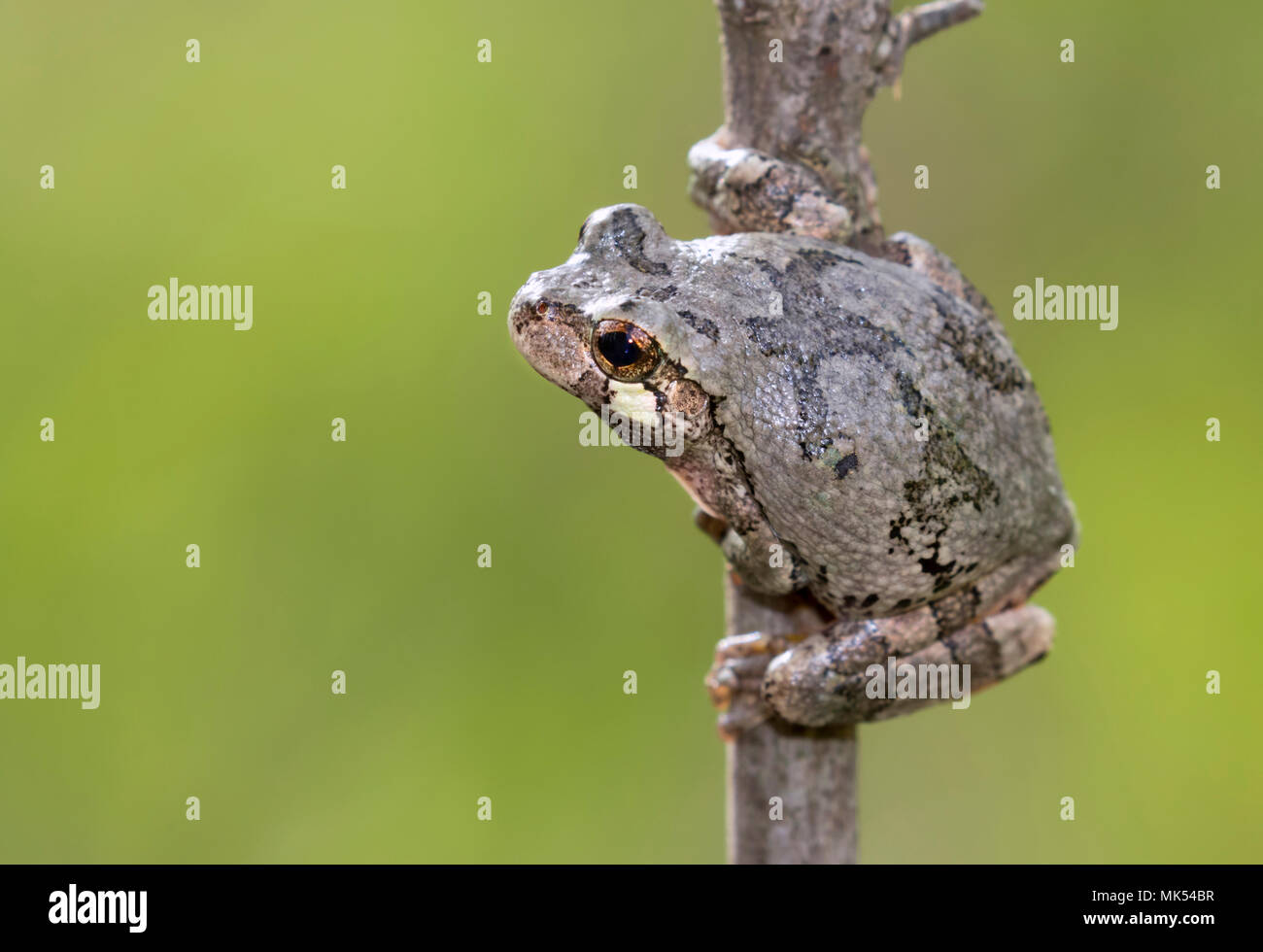 Gray treefrog (Dryophytes [Hyla] versicolor) on a tree branch, Iowa ...