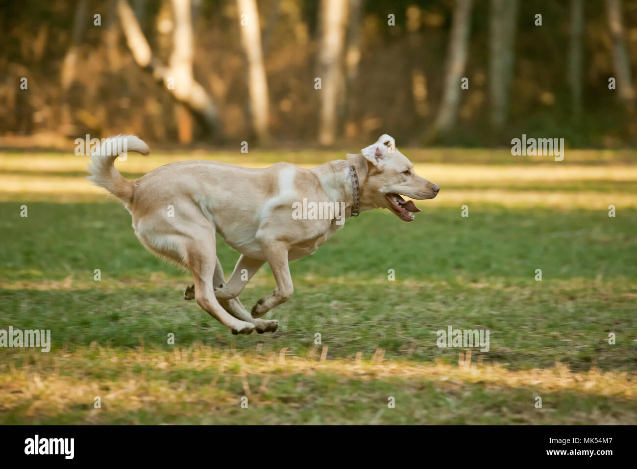 52 Top Photos Labrador Puppies Oregon Washington / Labrador Breeders Oregon Washington California Idaho Montana Love S Labradors Llc