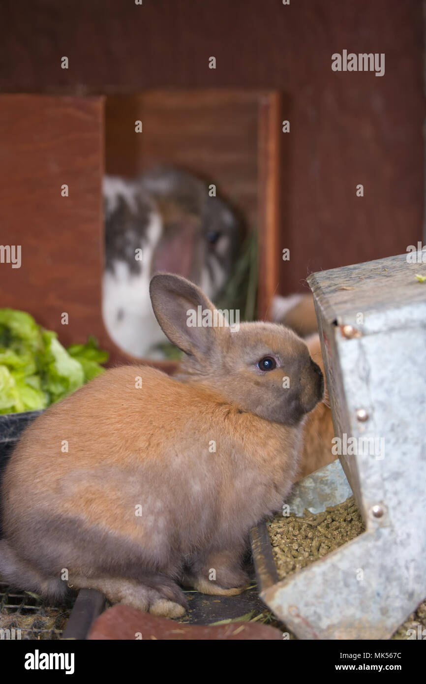 Rabbits eating pellets hires stock photography and images Alamy
