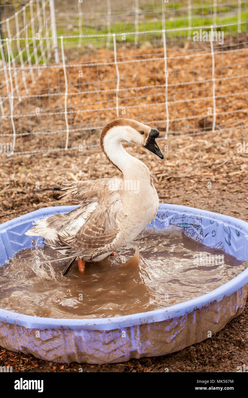 Carnation, Washington, USA.  Domestic Swan Goose bathing in a wading pool at a farm. (PR) Stock Photo