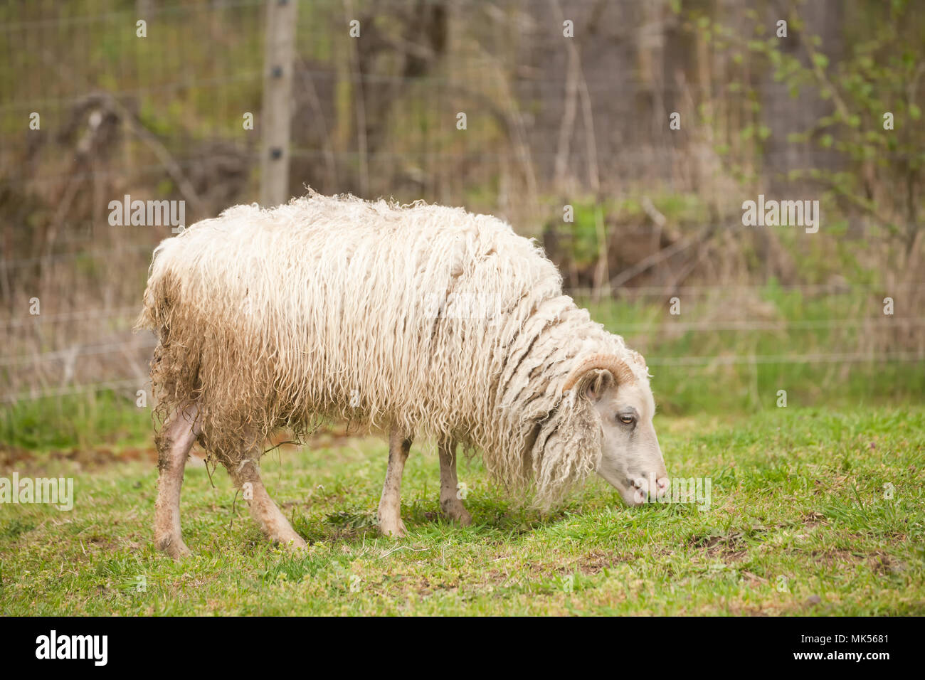 Shaggy Icelandic Heritage Sheep in the pasture ready for shearing.  Icelandic sheep is one of the world's oldest and purest breeds of sheep. (PR) Stock Photo