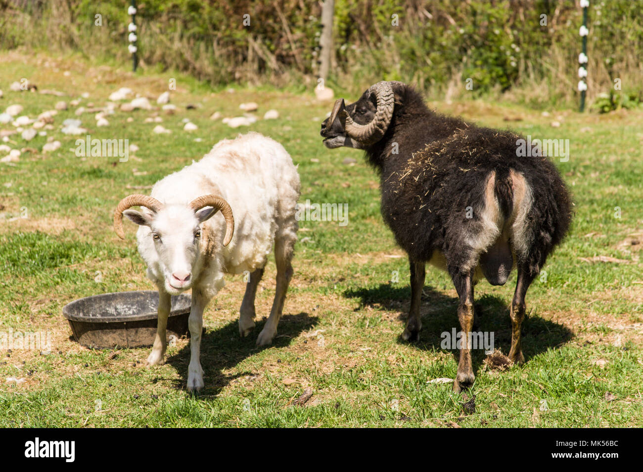 Carnation, Washington, USA.  One freshly shorn and one unshorn Icelandic heritage breed of sheep bred for meat.  Their face and legs are free of wool. Stock Photo