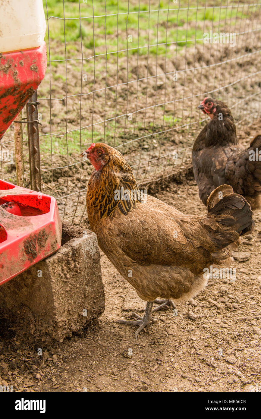 Carnation, Washington, USA.  Ameraucana hen about to drink from a watering station. (PR) Stock Photo