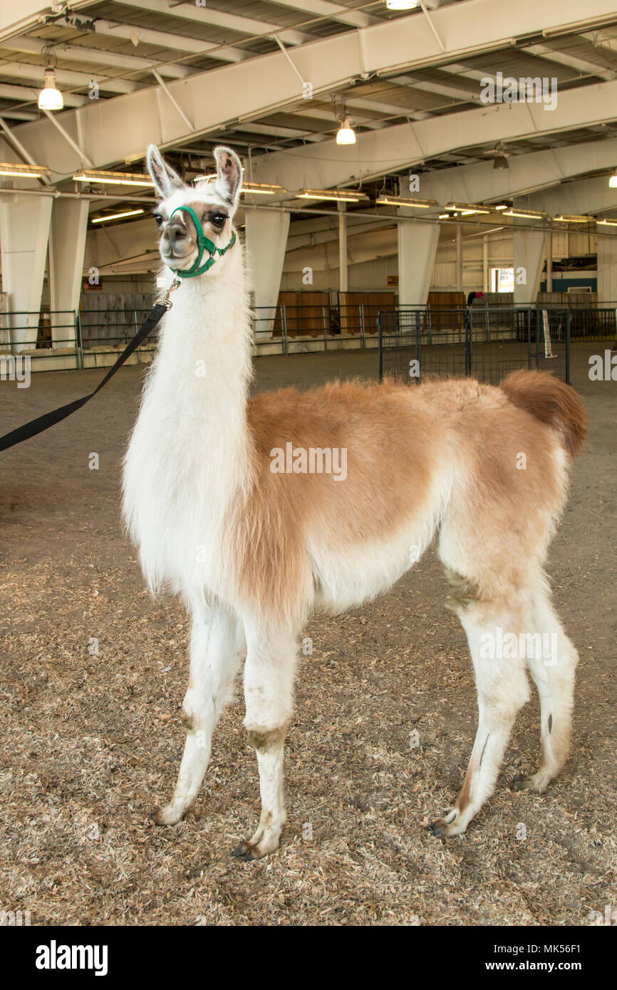 Puyallup, Washington, USA.  Ccara llama being shown at a Mother Earth News fair at Puyallup fairgrounds. Stock Photo