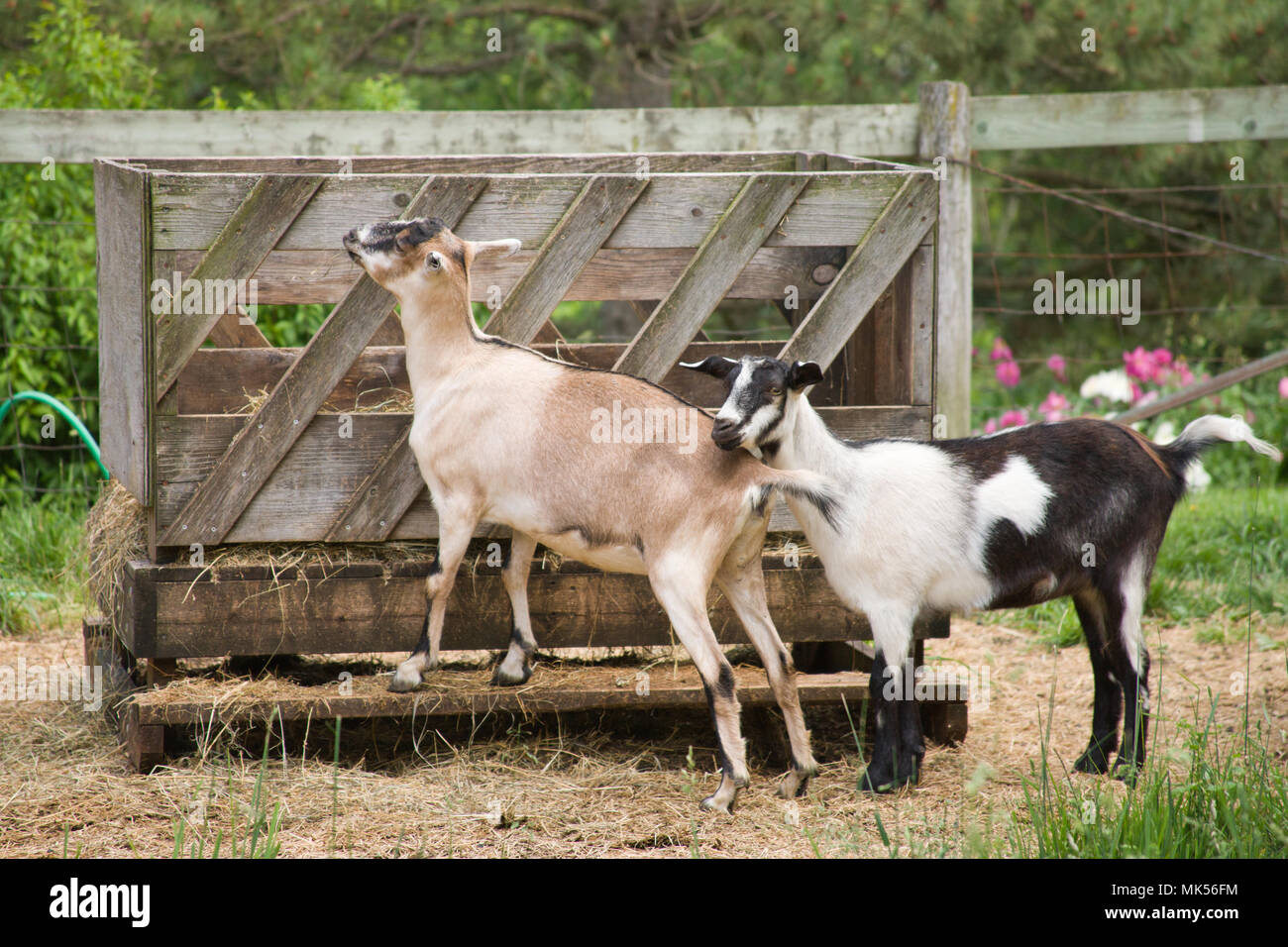 Hay Feeder Stock Photos Hay Feeder Stock Images Alamy