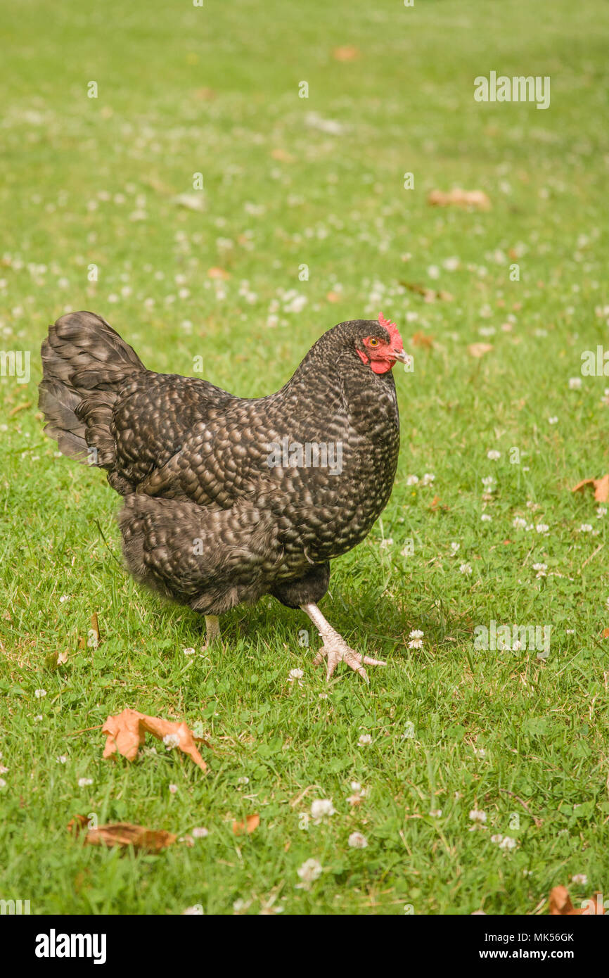 Issaquah, Washington, USA.  Free-range Maran hen walking on a lawn. (PR) Stock Photo