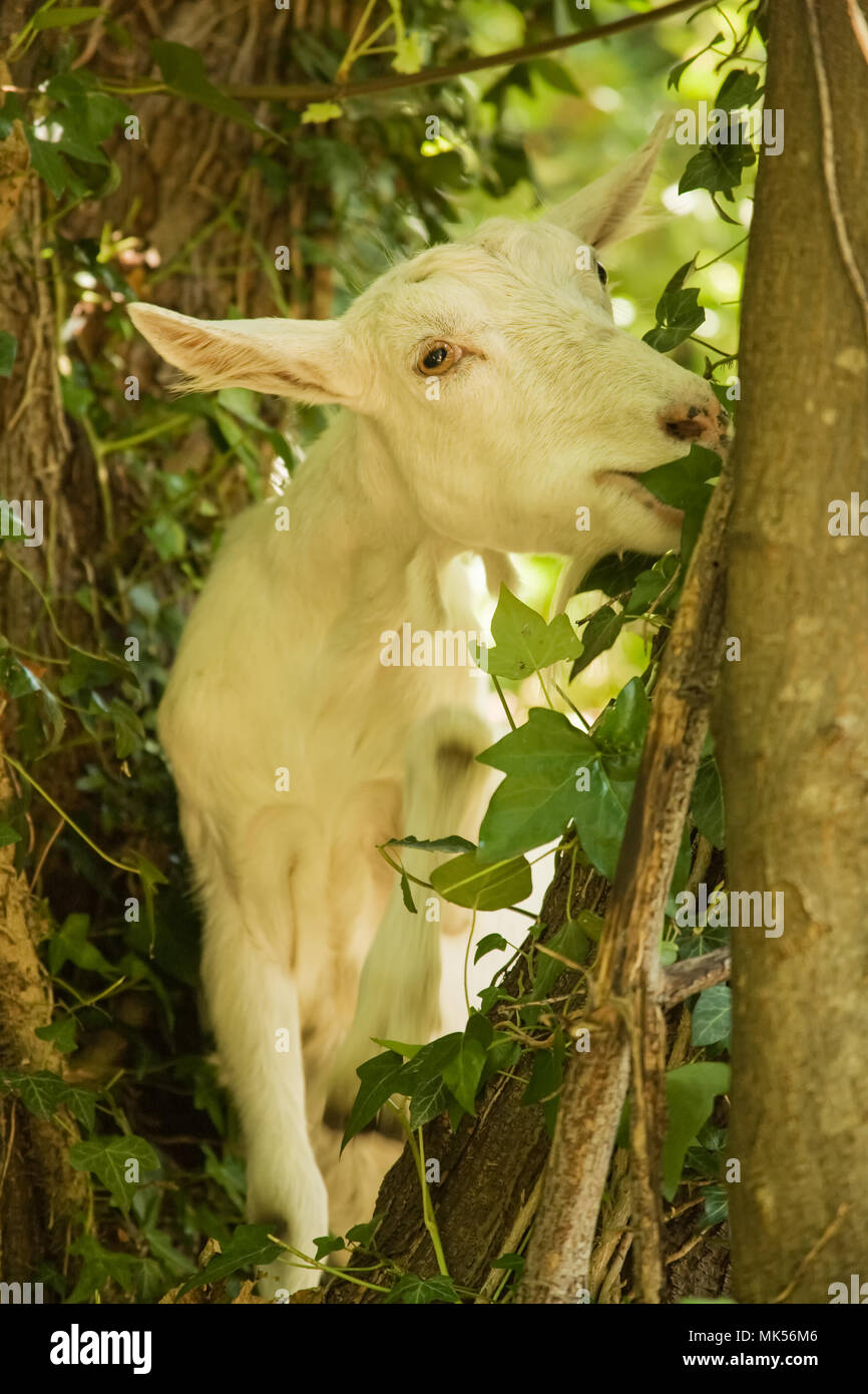 Seattle Washington Usa Goat Eating Brush Out Of A Tree Including Blackberry Vines Stock Photo Alamy