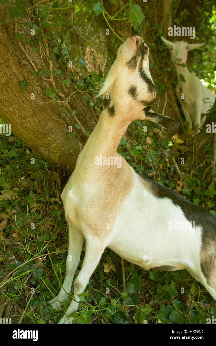 Goat eating leaf hires stock photography and images Alamy
