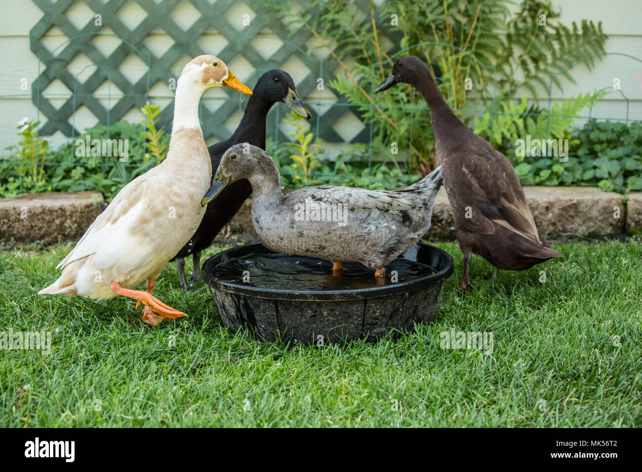Leavenworth, Washington, USA.  Four types of Indian Runner ducks: White and Fawn, black, chocolate and blue.  (PR) Stock Photo