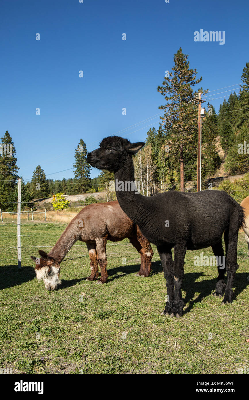 Leavenworth, Washington, USA. Alpacas feeding in the pasture at the