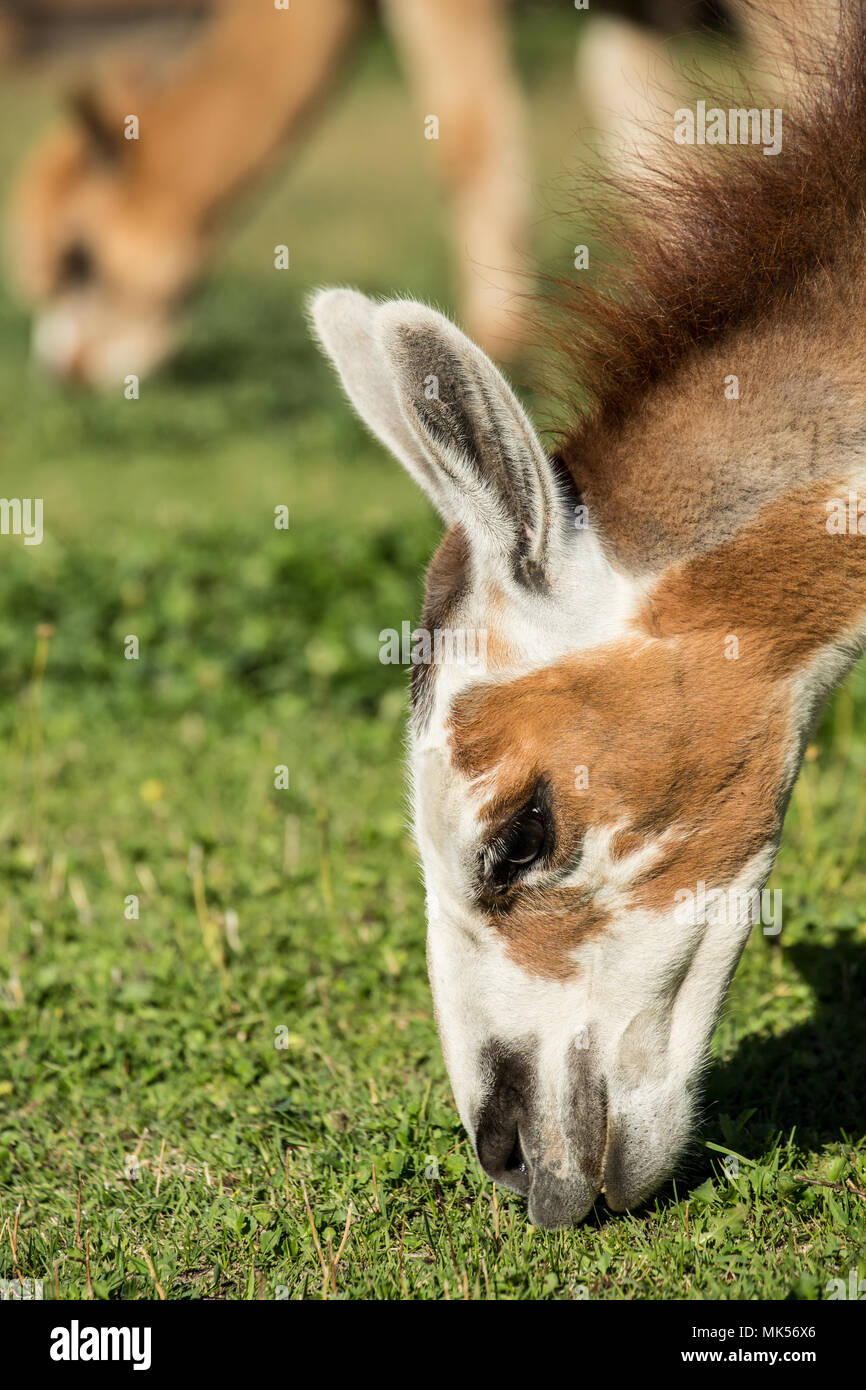 Leavenworth, Washington, USA. Two alpacas feeding in the pasture at the