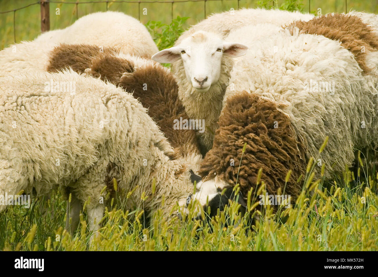 Galena, Illinois, USA.  Dorset sheep flock in a pasture.  One curious sheep is looking up; the rest are eating. Stock Photo