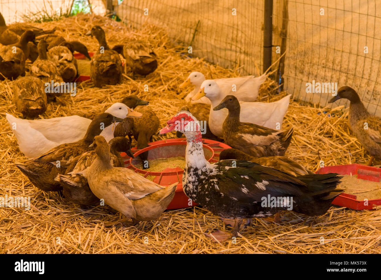 Khaki campbell duck hires stock photography and images Alamy