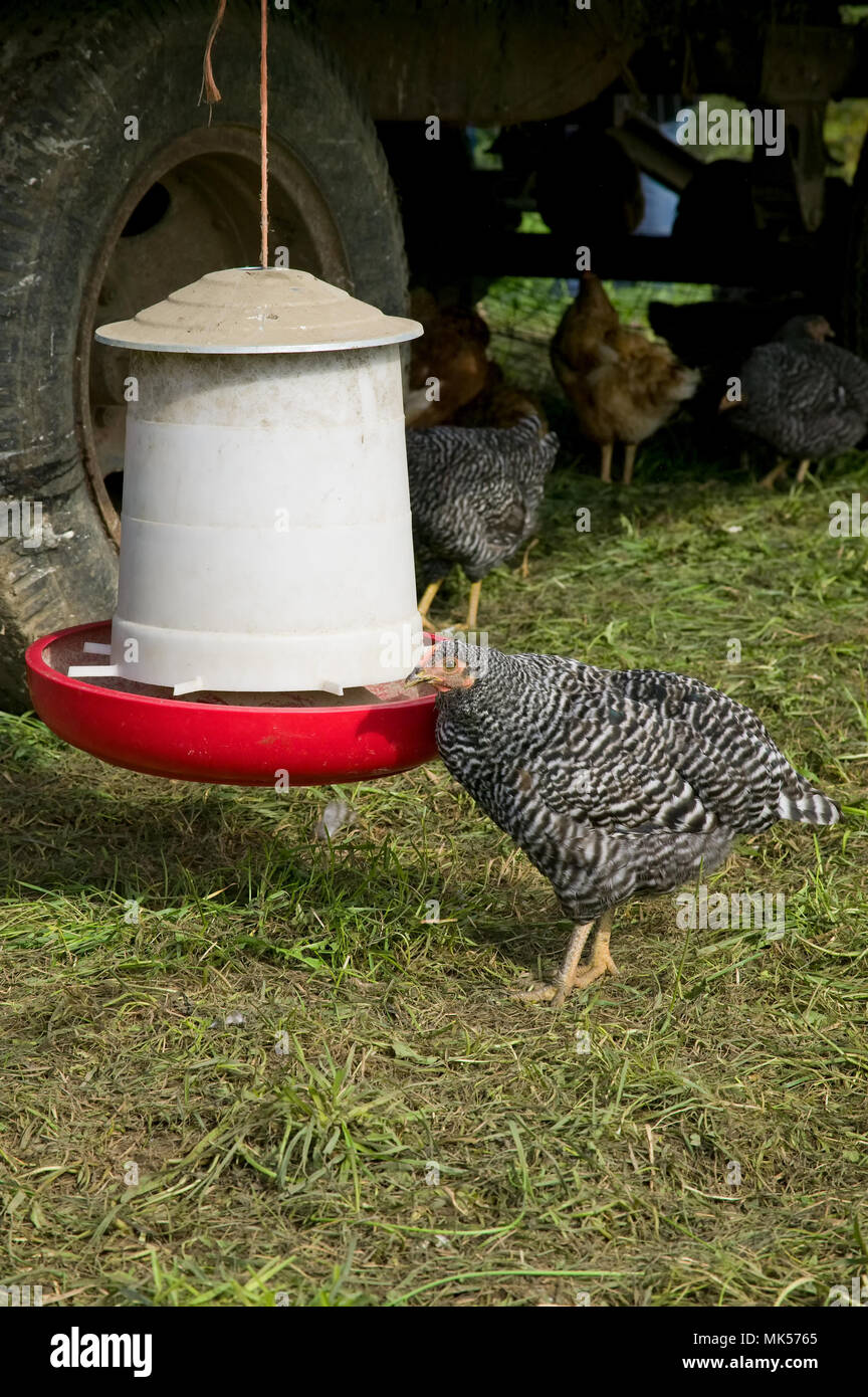 Fall City Washington Usa Barred Plymouth Rock Chickens Eating