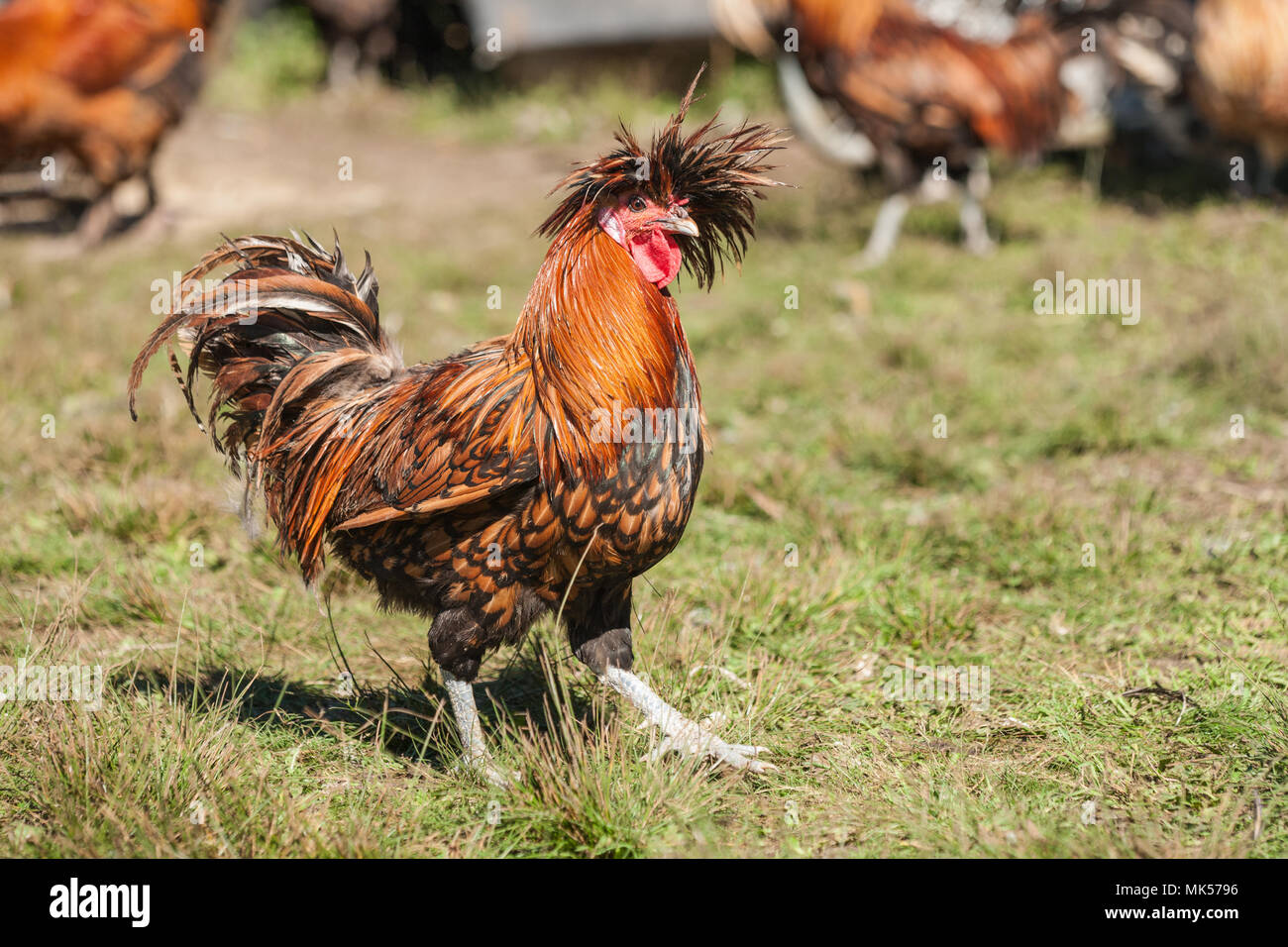 Carnation, Washington, USA.  Golden Laced Polish rooster strutting across the lawn. (PR) Stock Photo