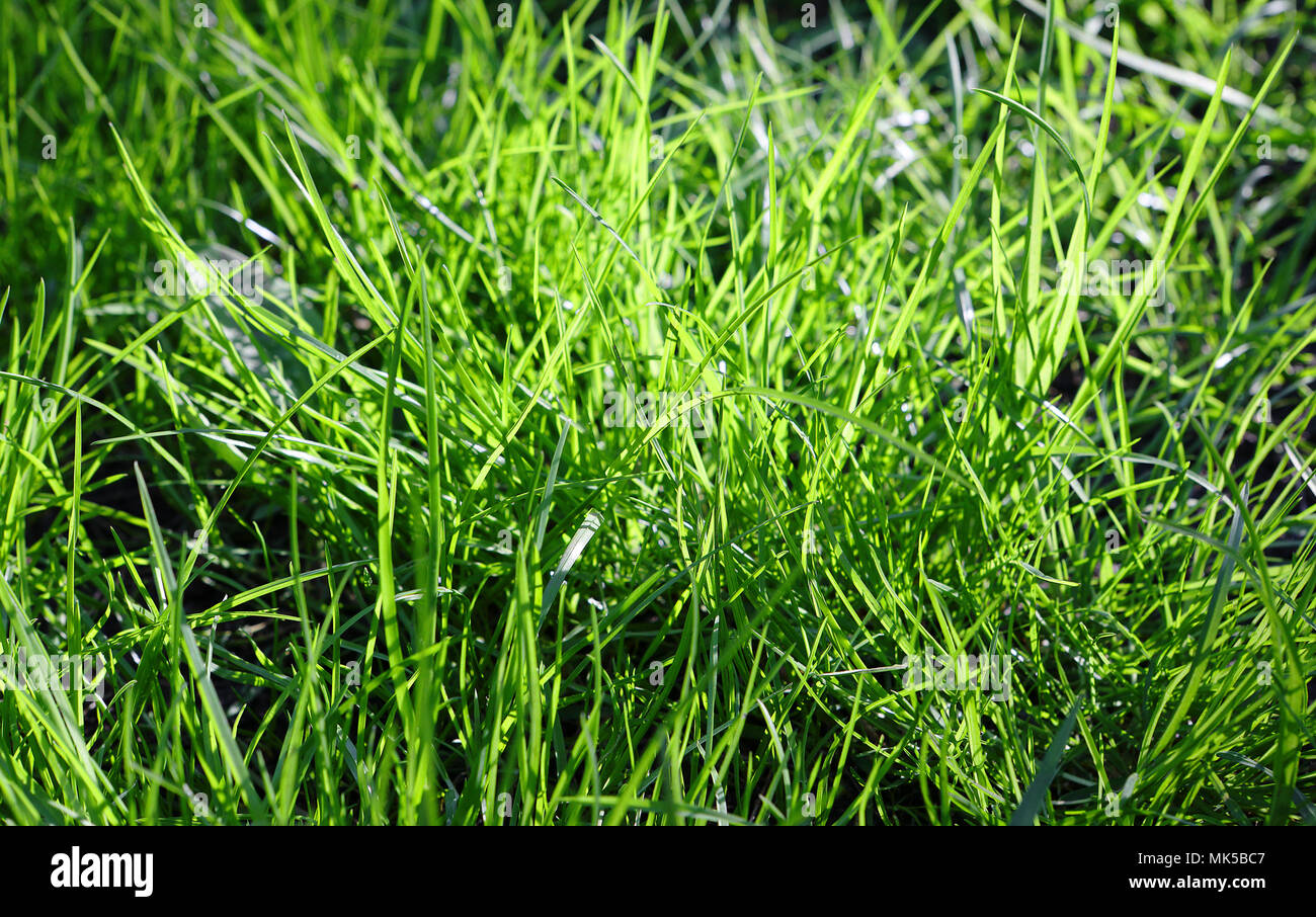 Close up green grass background Stock Photo - Alamy