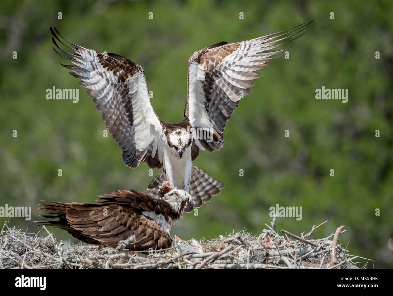 Osprey in Florida Stock Photo Alamy