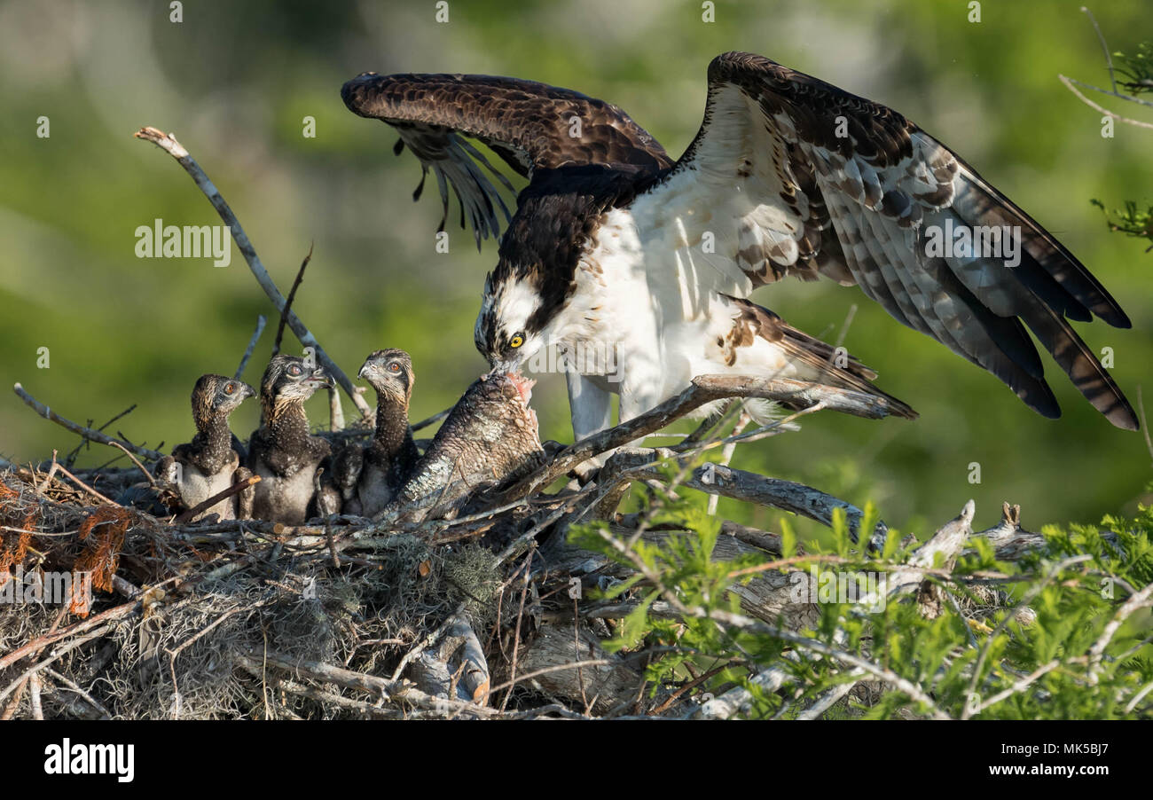 Osprey in Florida Stock Photo Alamy