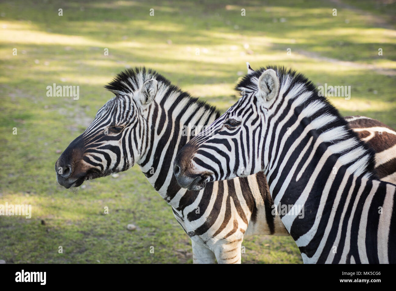 Zebra in a zoo hi-res stock photography and images - Page 15 - Alamy