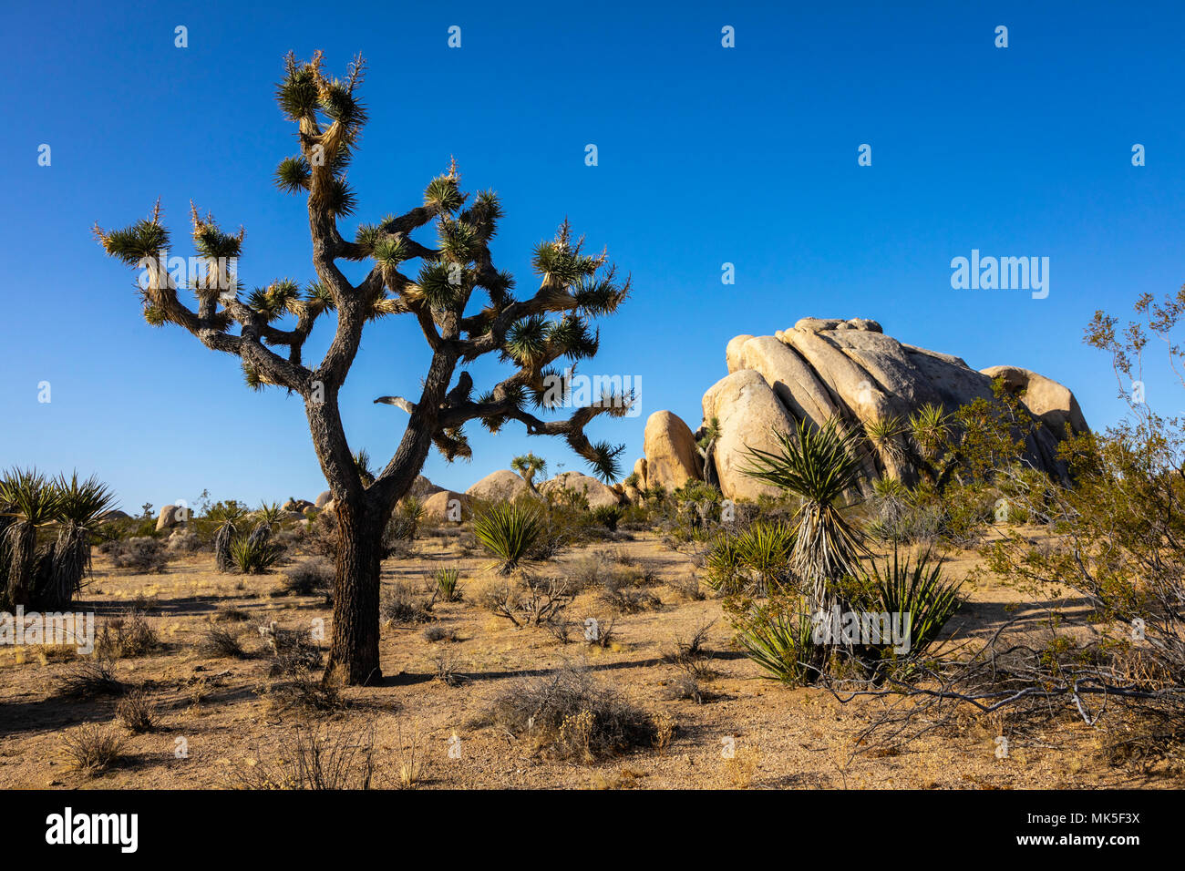 Joshua Tree with large rock in the background. Stock Photo