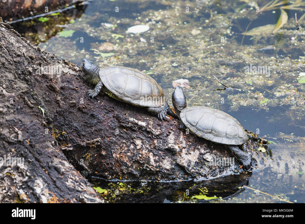 Two european pond turtles sunbathing on a log switzerland Stock Photo