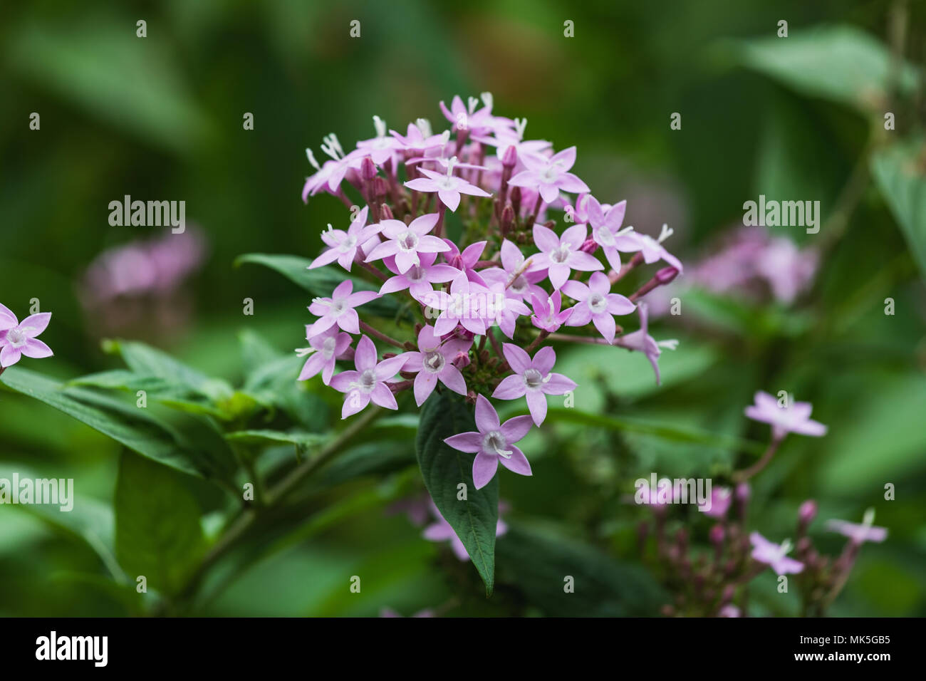 Closeup view of beautiful swamp milkweed flower switzerland Stock Photo