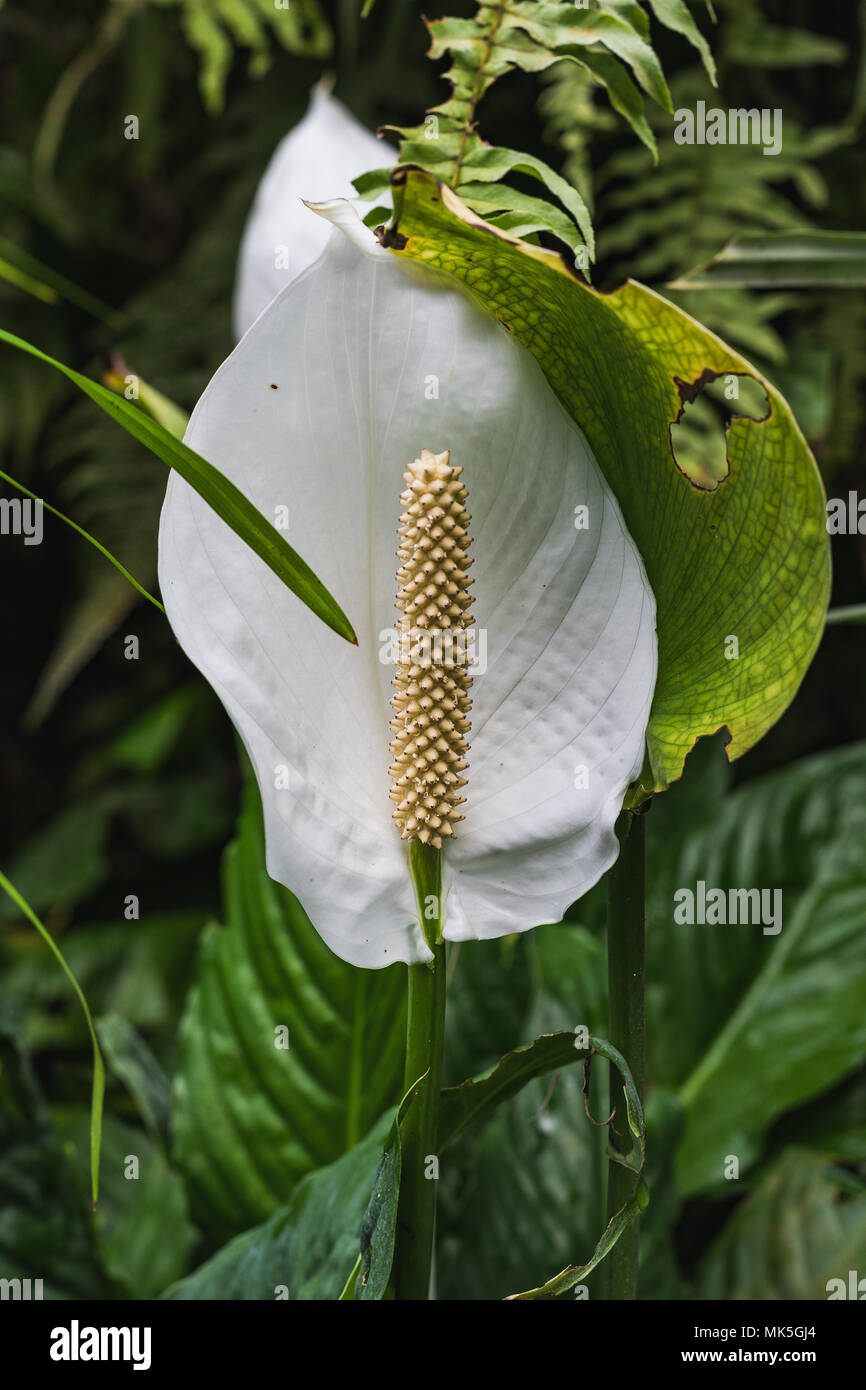 White anthurium flower deals