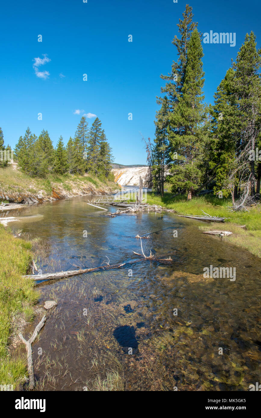 Creek with pines of trees and logs, green fields on each side and tall green pine trees under blue sky. Stock Photo