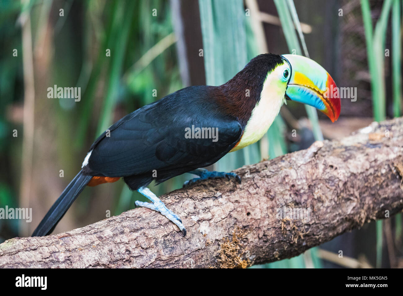 Closeup of a beautiful and colorful keel billed toucan in switzerland Stock Photo