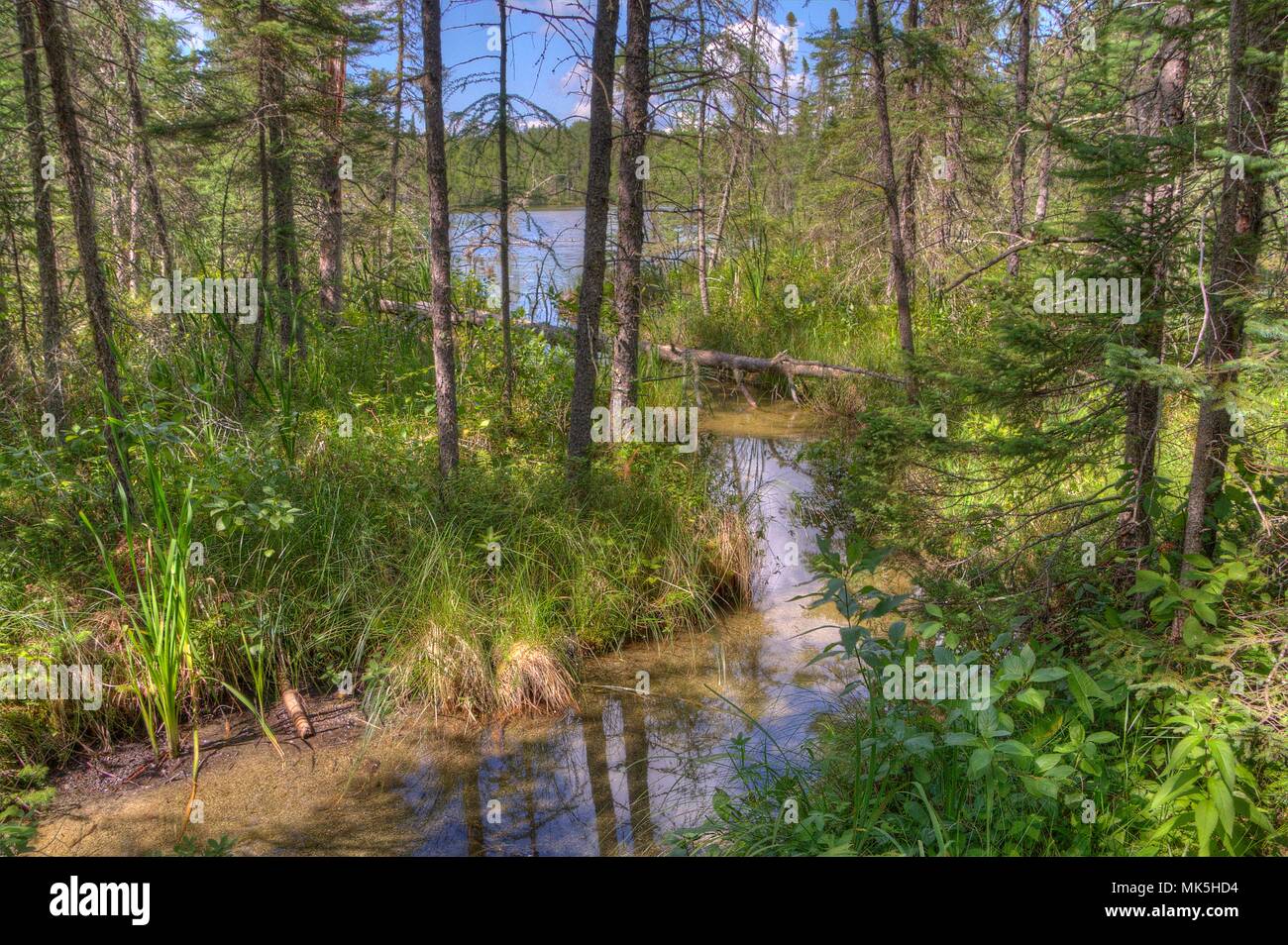 Bemidji State park shares Lake Bemidji with the town of Bemidji in