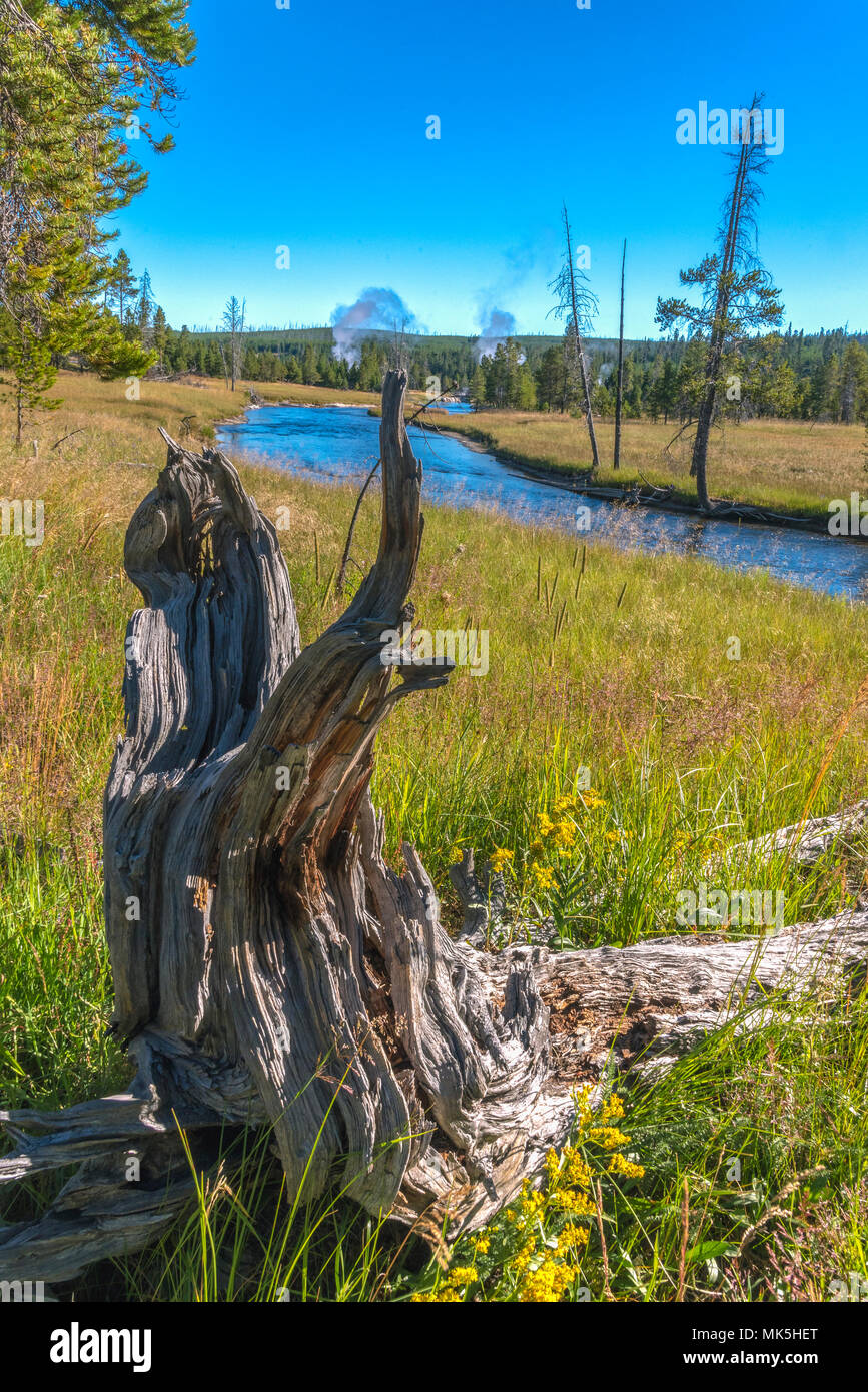 Closeup of tree stump pointing at blue river running through green meadows and forest under bright blue sky. Stock Photo