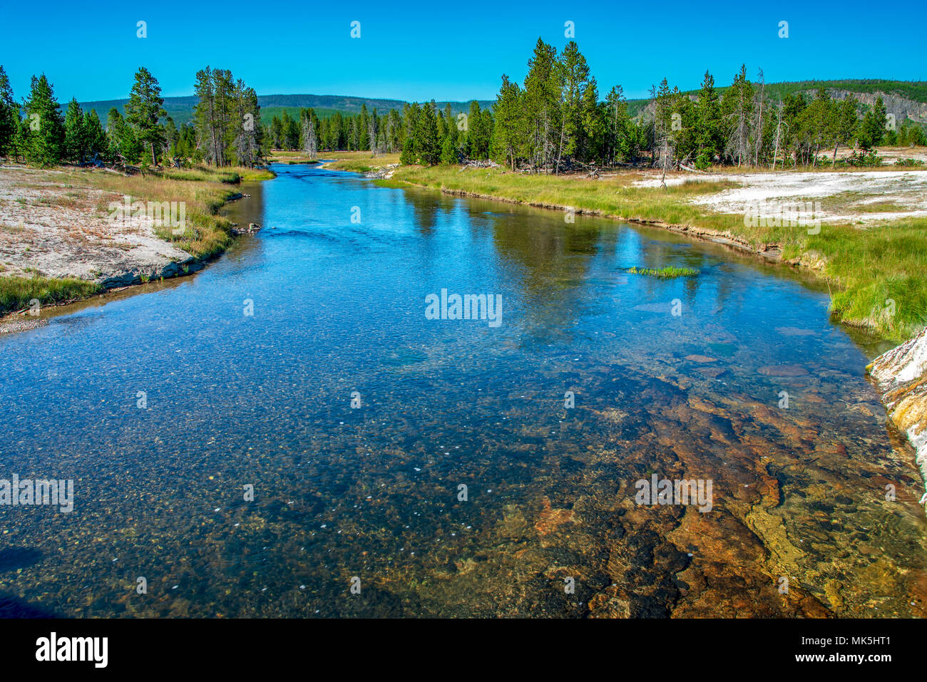 Scenic clear slow moving river running into green forest with tall pine trees under clear blue sky. Stock Photo