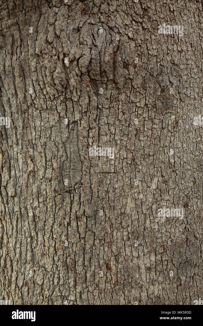 Rough tree texture hi-res stock photography and images - Alamy