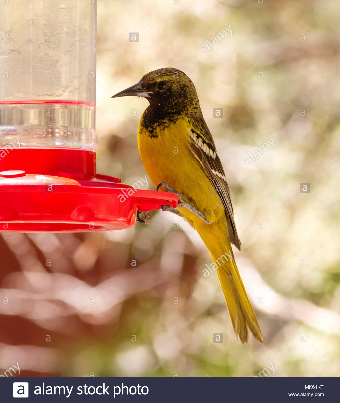Scott S Oriole Icterus Parisorum First Year Male Perched On