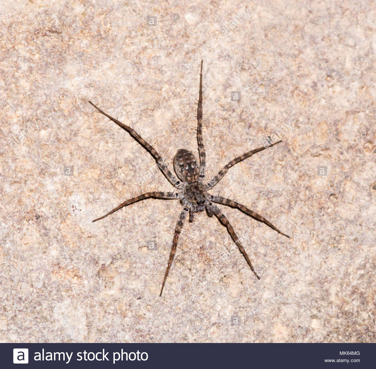 Are Arizona Wolf Spiders Really This Big Expert Explains - 04fv7ub