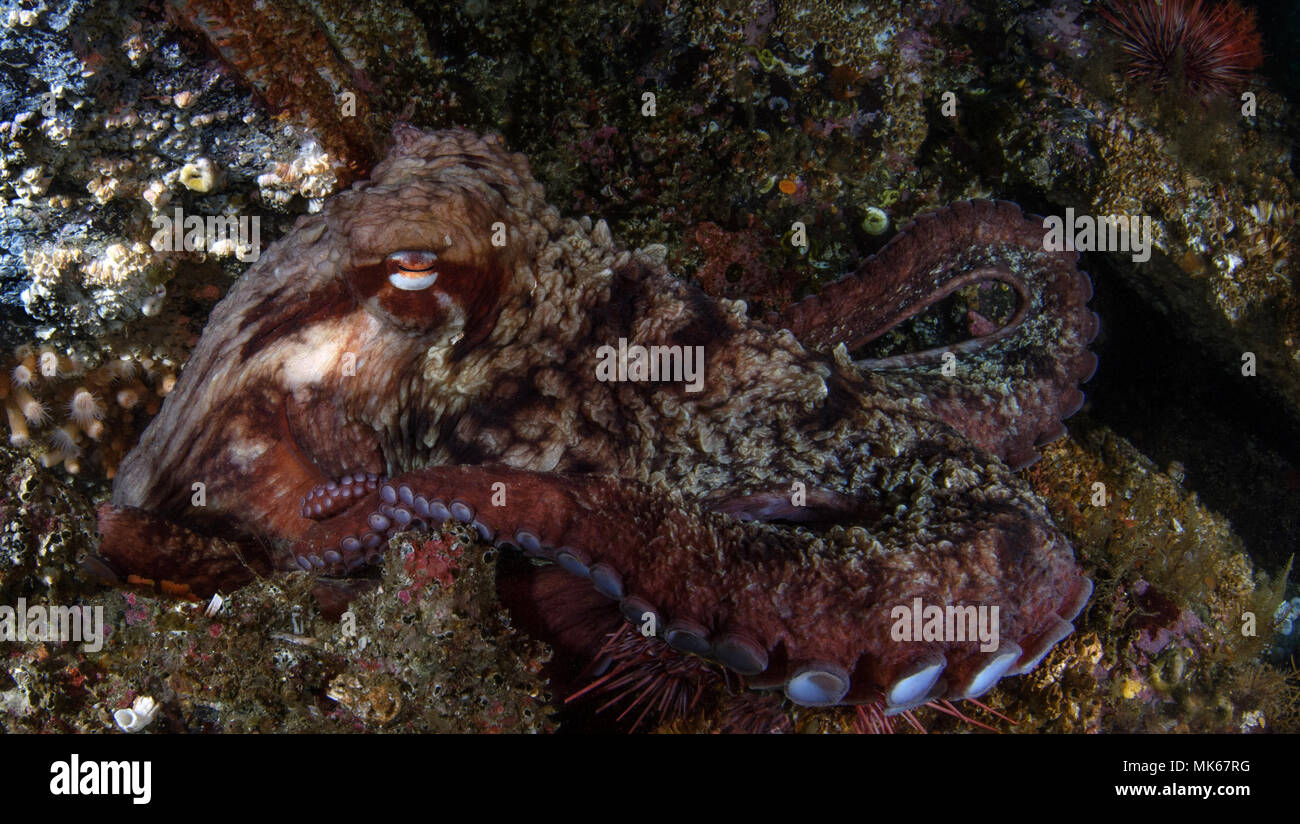 Giant Pacific Octopus, Enteroctopus dofleini Stock Photo