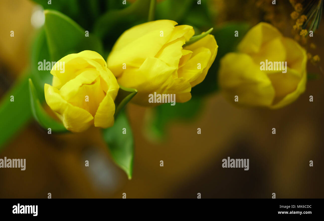 Flower bouquet of yellow tulips. Spring mood Stock Photo - Alamy