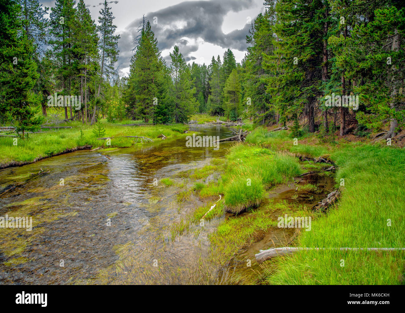 Slow running river heading into green forest under cloudy skies. Stock Photo