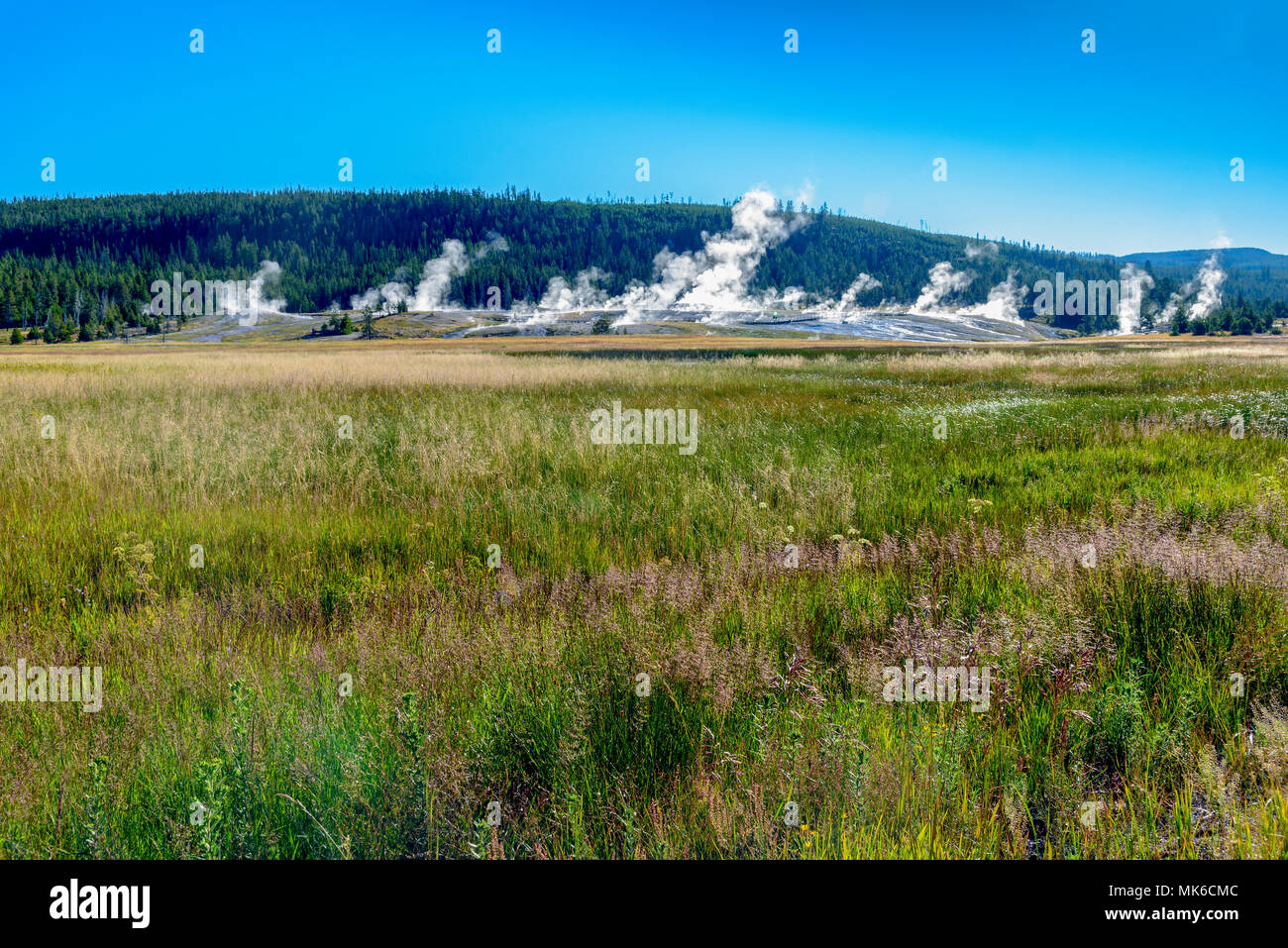 Meadows with green grass and erupting geysers in background under bright blue sky. Stock Photo