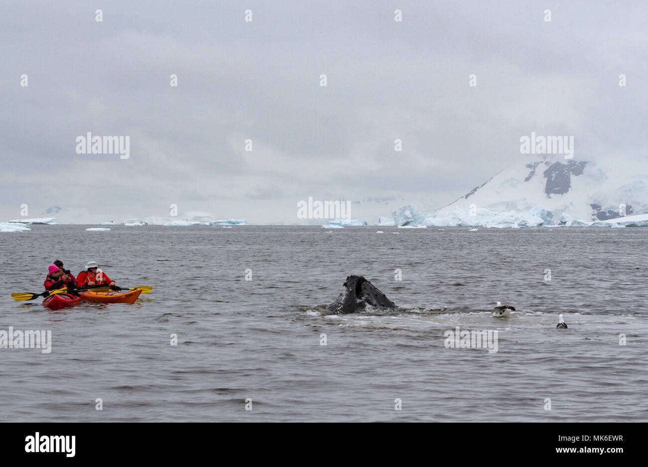 Kayak antarctica hires stock photography and images Alamy