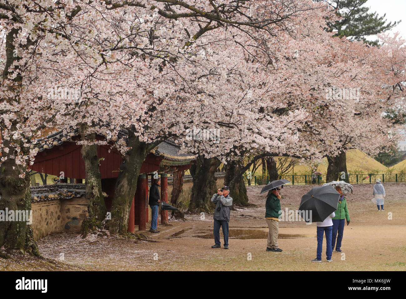 Several tourists viewing the pink blossoms on mature cherry trees in