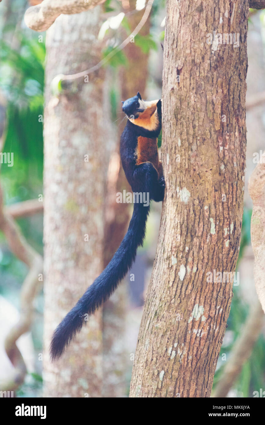 Black giant squirrel, Malayan giant squirrel Stock Photo