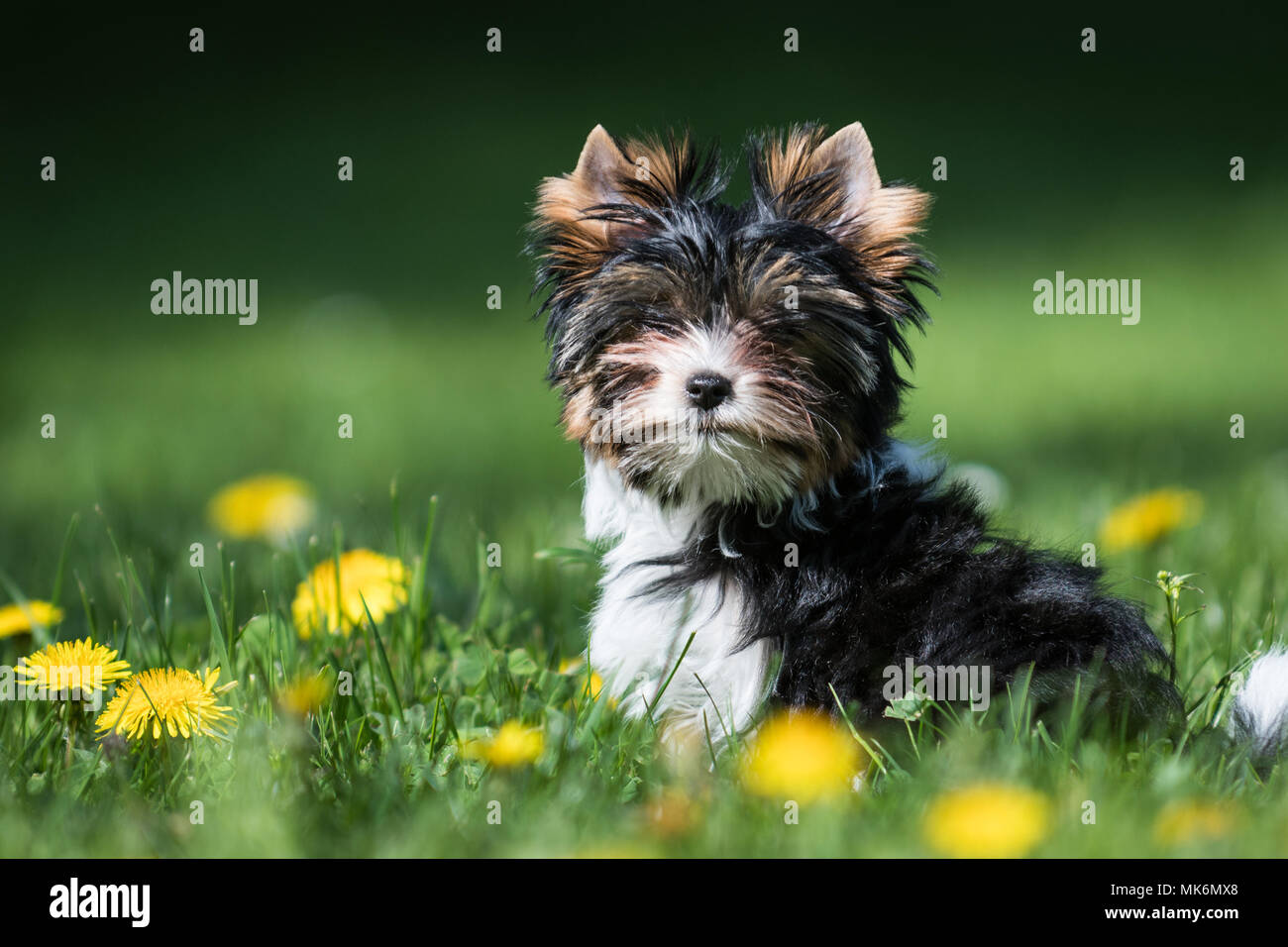 cute Biewer Yorkshire Terrier puppy running in the grass with dandelions Stock Photo