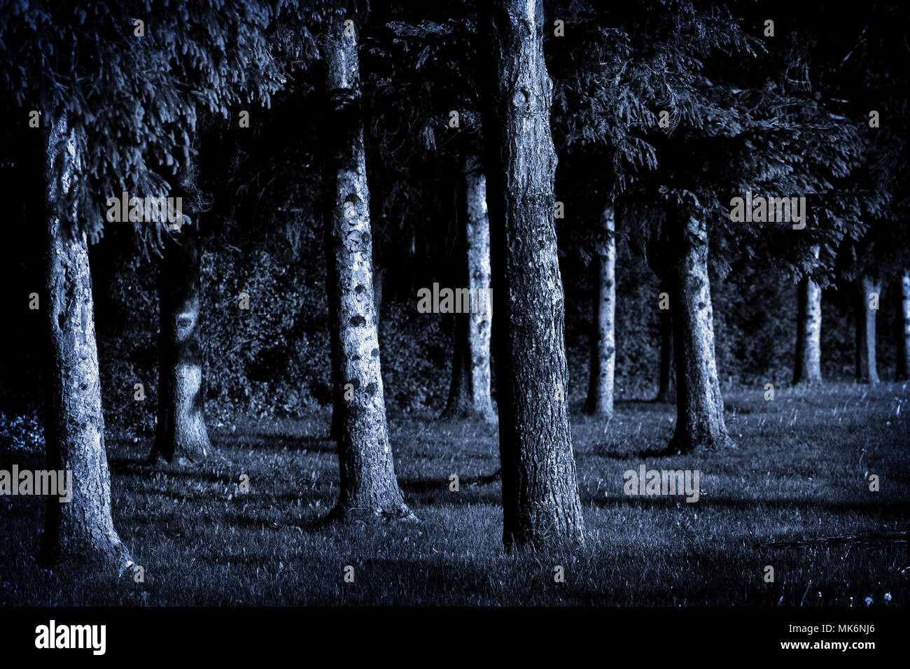 Pine trees in black and white Stock Photo - Alamy