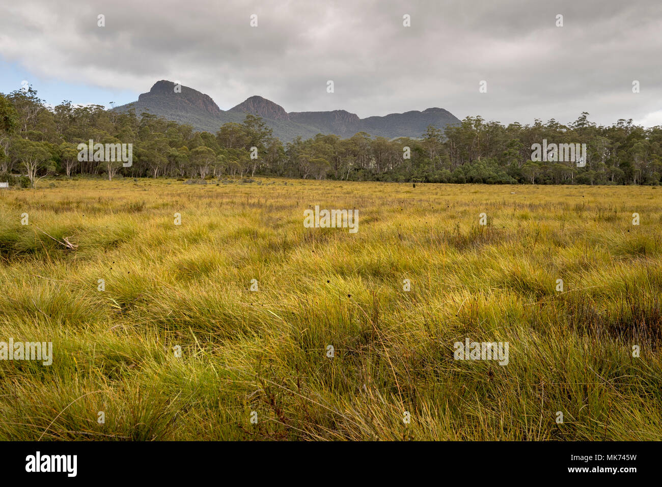 Mt King William,Central Highlands, Tasmania Stock Photo - Alamy