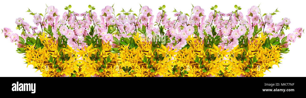 Decoration with blooming forsythia and almond twigs arranged in a row on a white background. Stock Photo