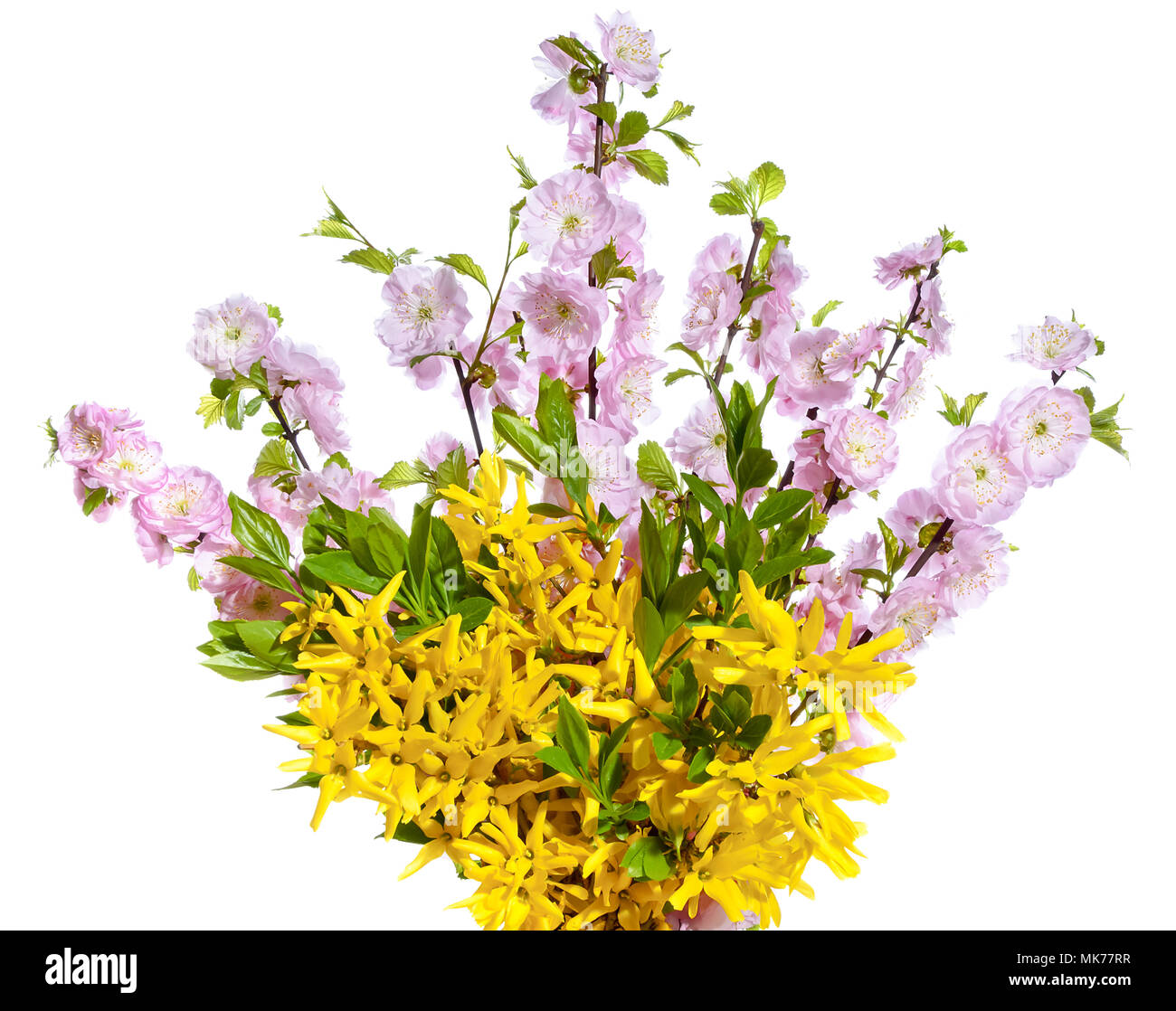 Bouquet of blooming branches of forsythia and almond on a white background. Stock Photo