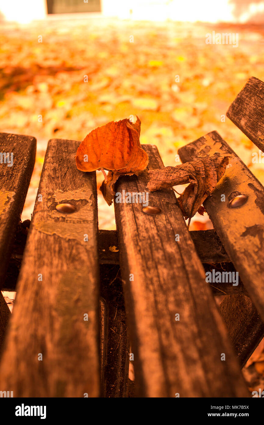Autumn leaf on wooden bench Stock Photo