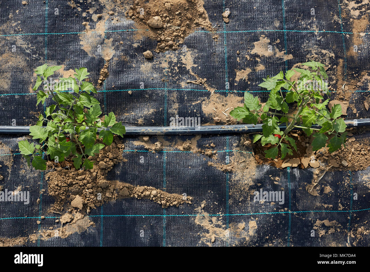 Tomato plants with plastic sheet covered the ground Stock Photo Alamy